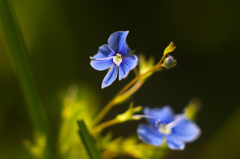Синий цветочек