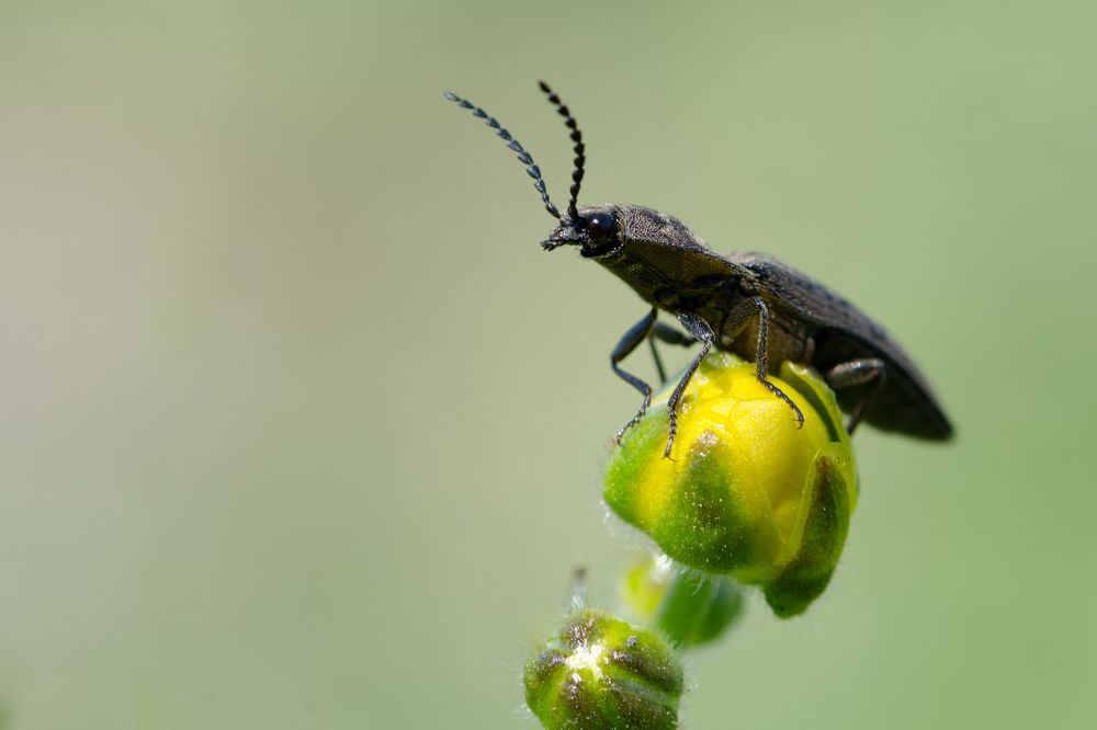 Щелкун волосатый