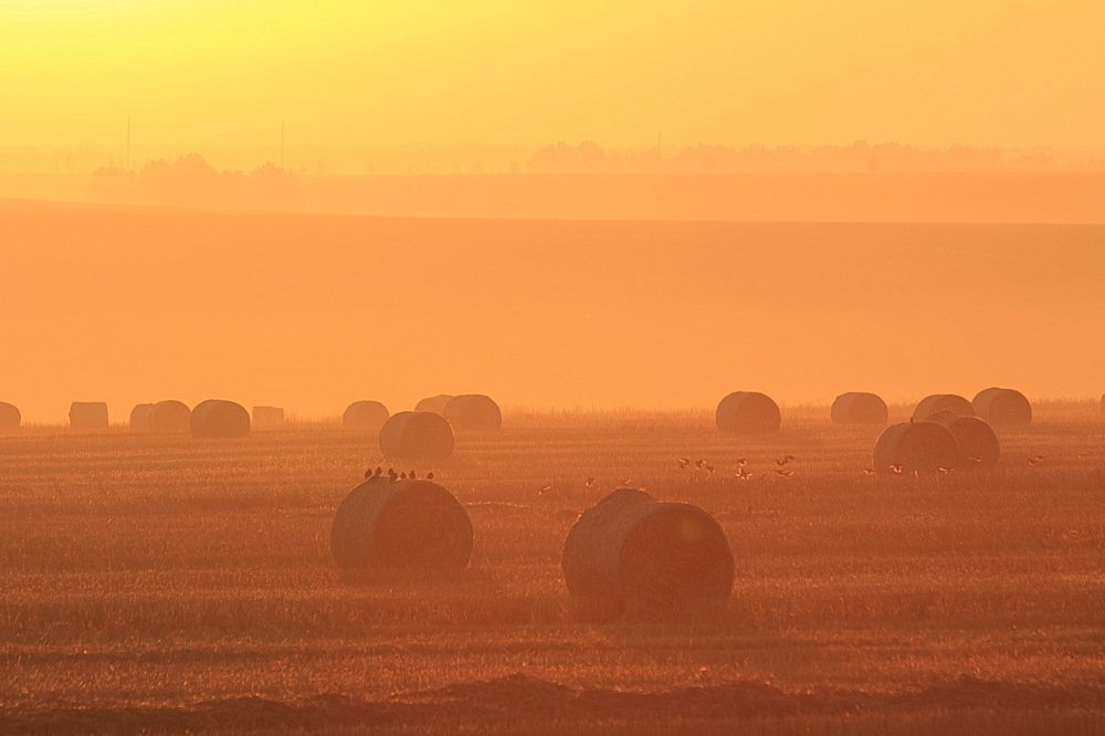 Абрикосовый рассвет