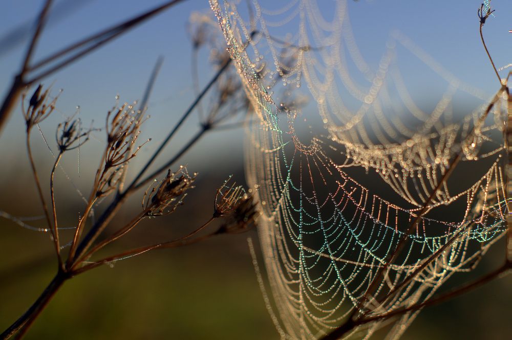 бриллиантовый рассвет...
