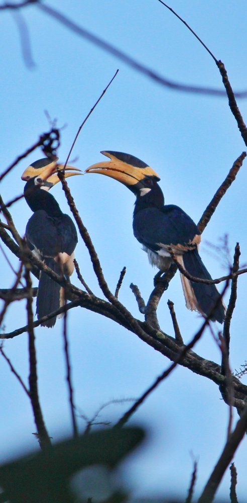 couple of bird