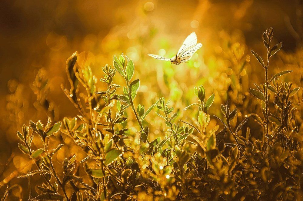 Закат и бабочка