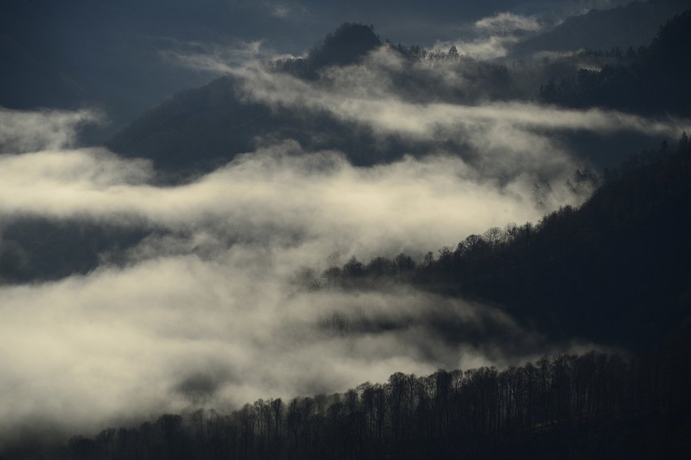 Облако в лесу