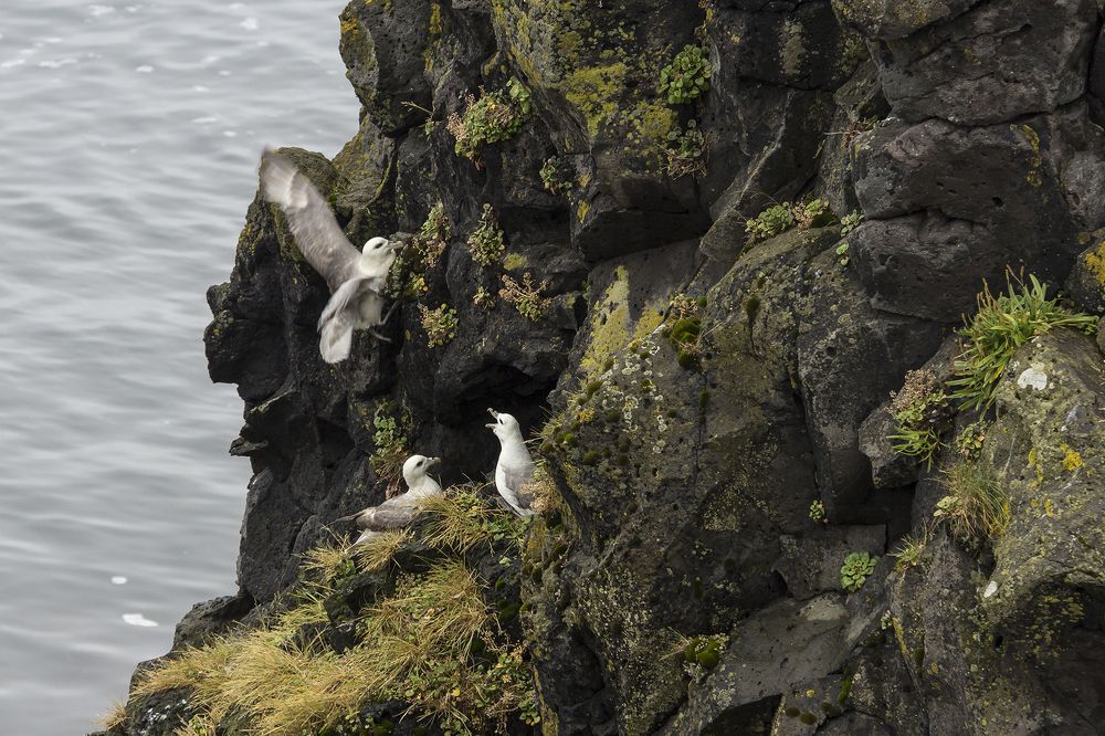 Птичьи разборки.