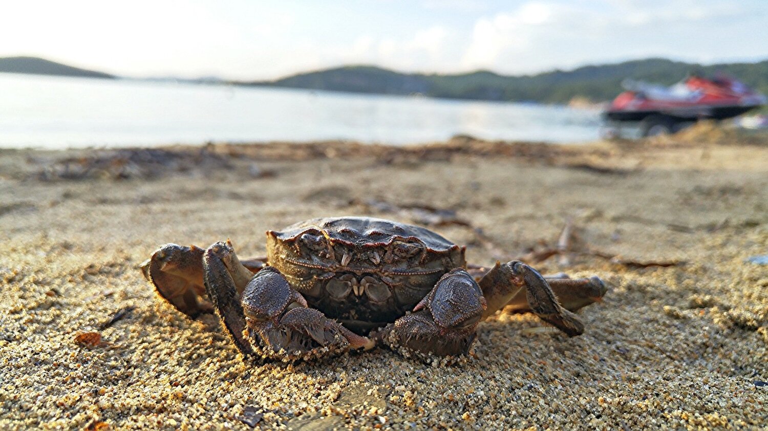 Crab on the beach