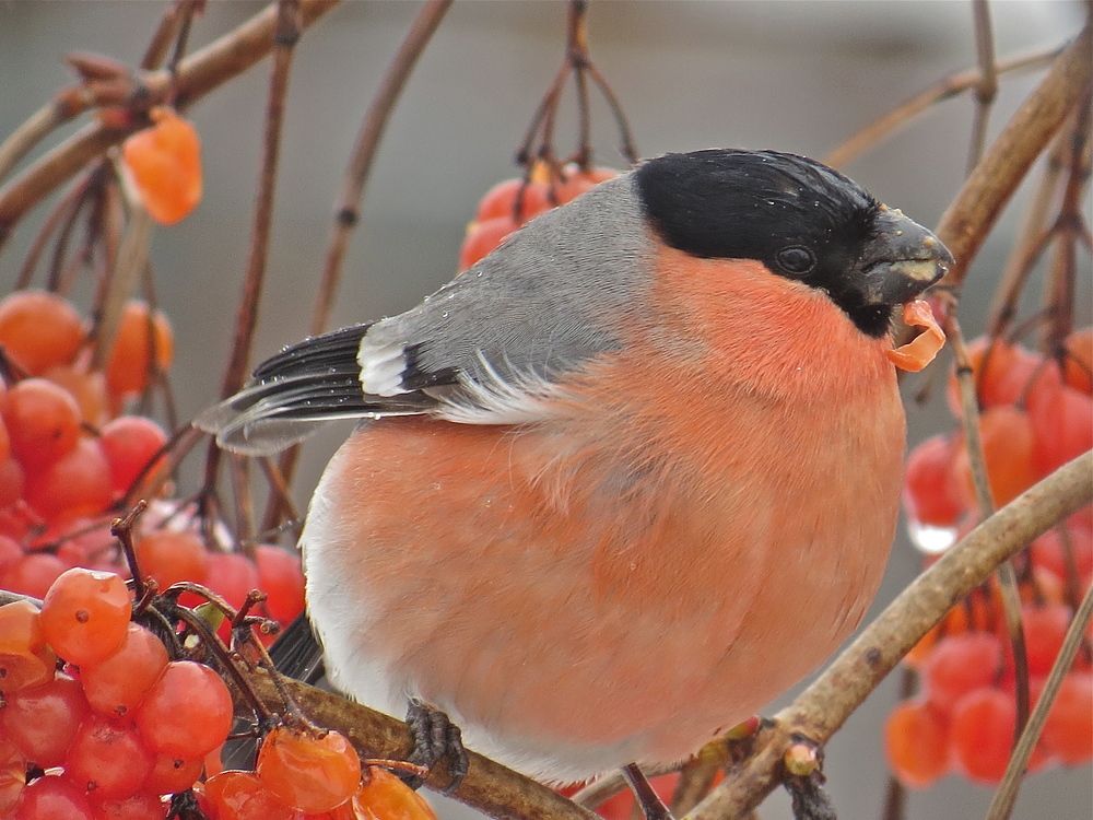 Снегири,как яблочки!