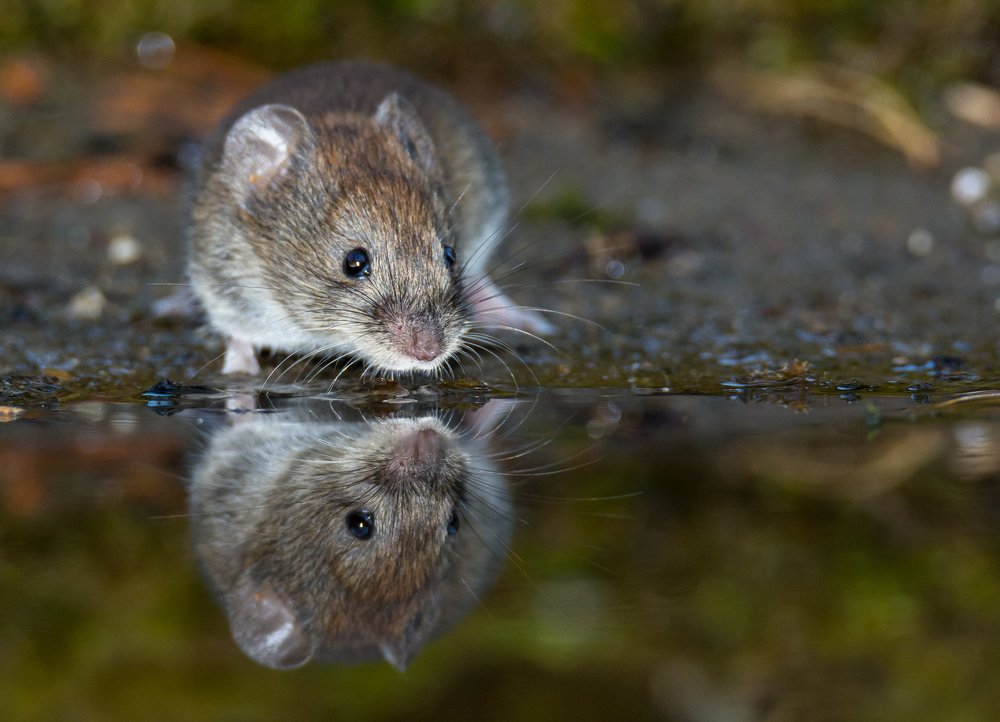 Мышь на водопое