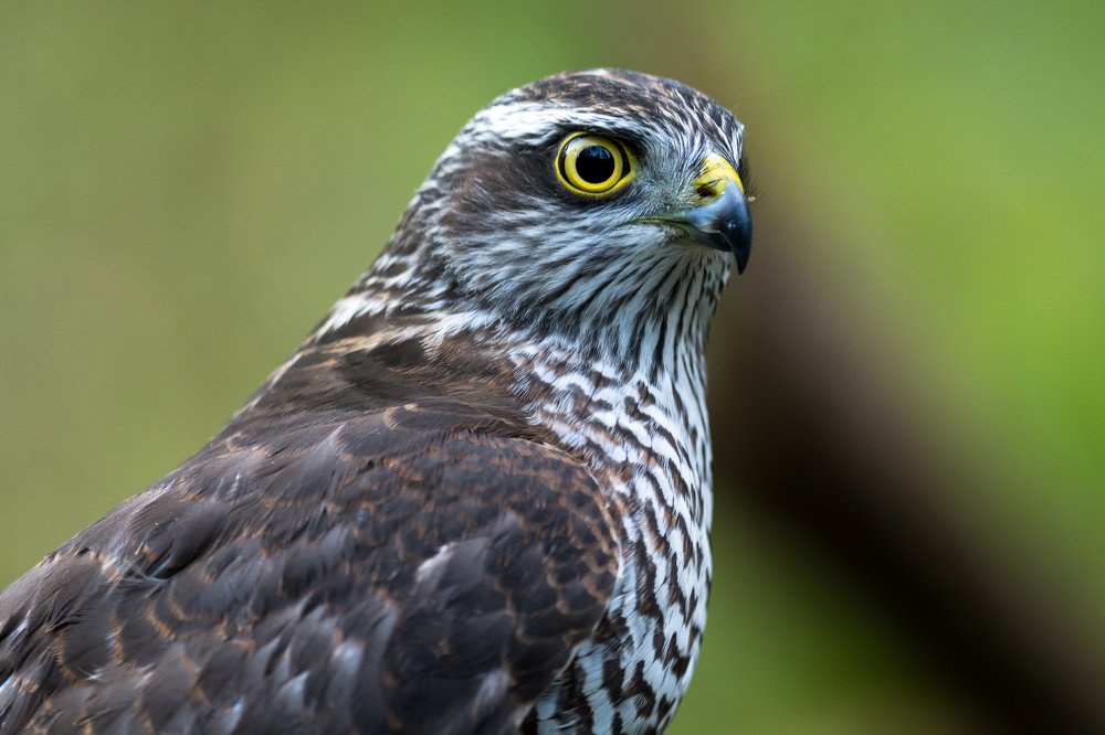 Ястреб-перепелятник.