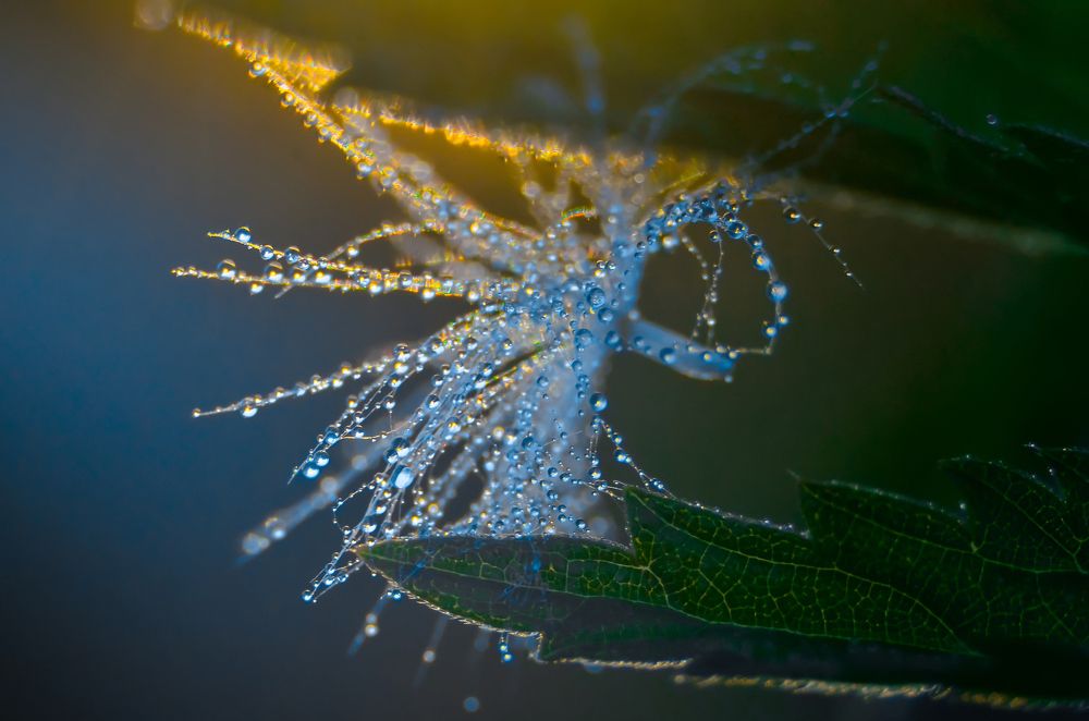 Волшебные росинки