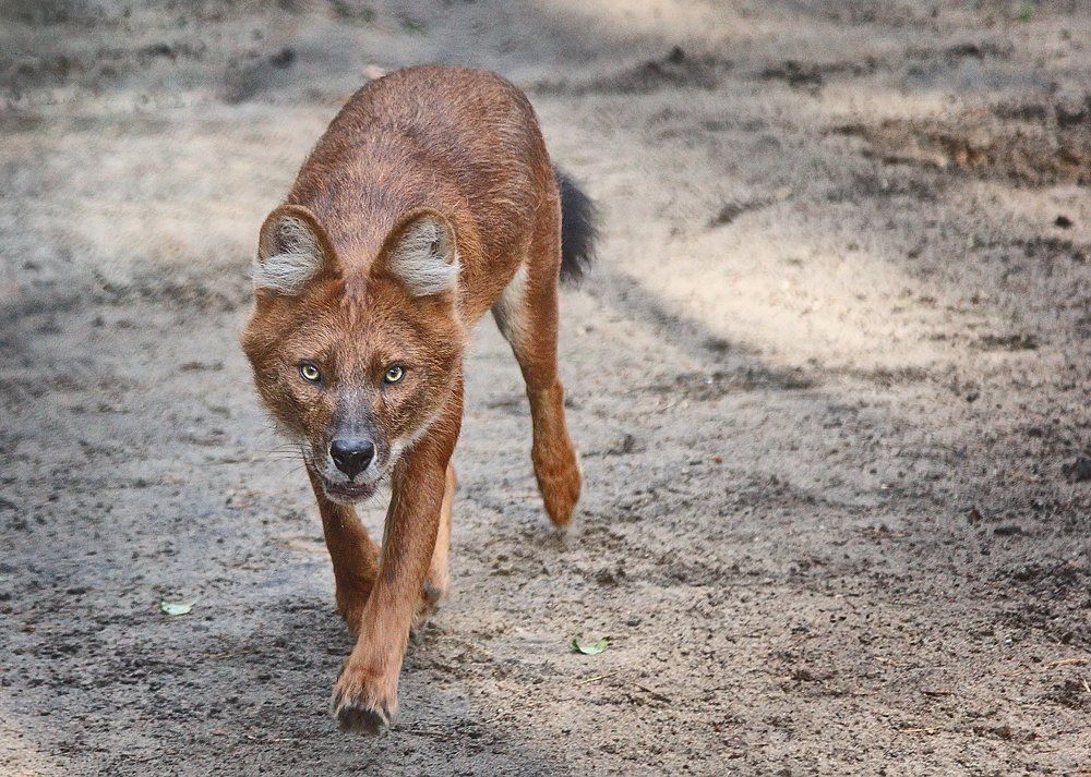 Красный волк...