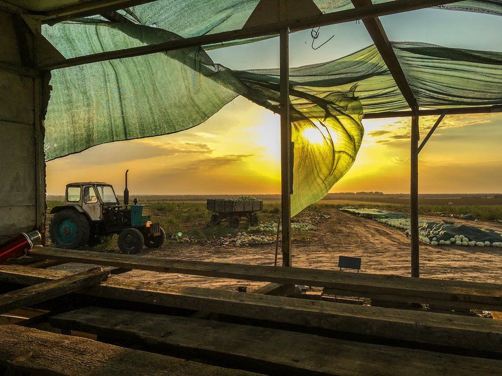 Арбузное поле