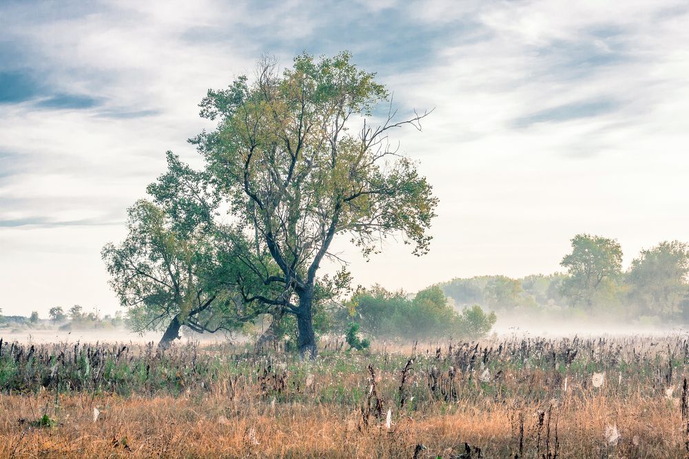 Туманное утро