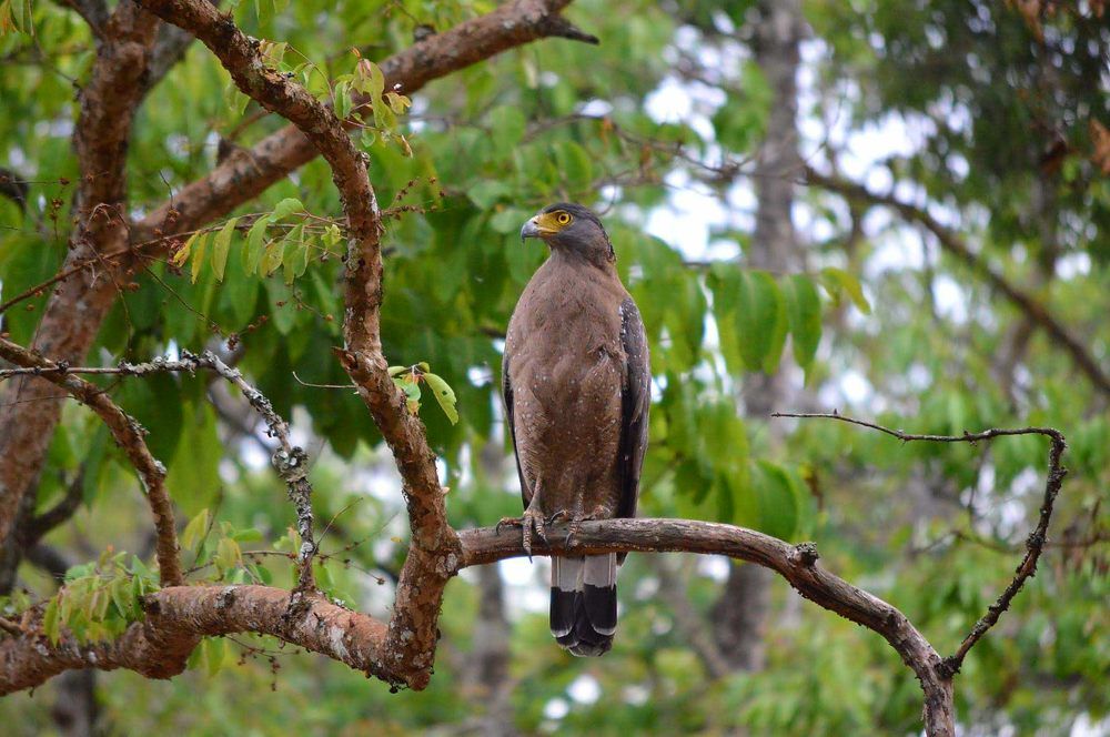 Crested serpent Eagle