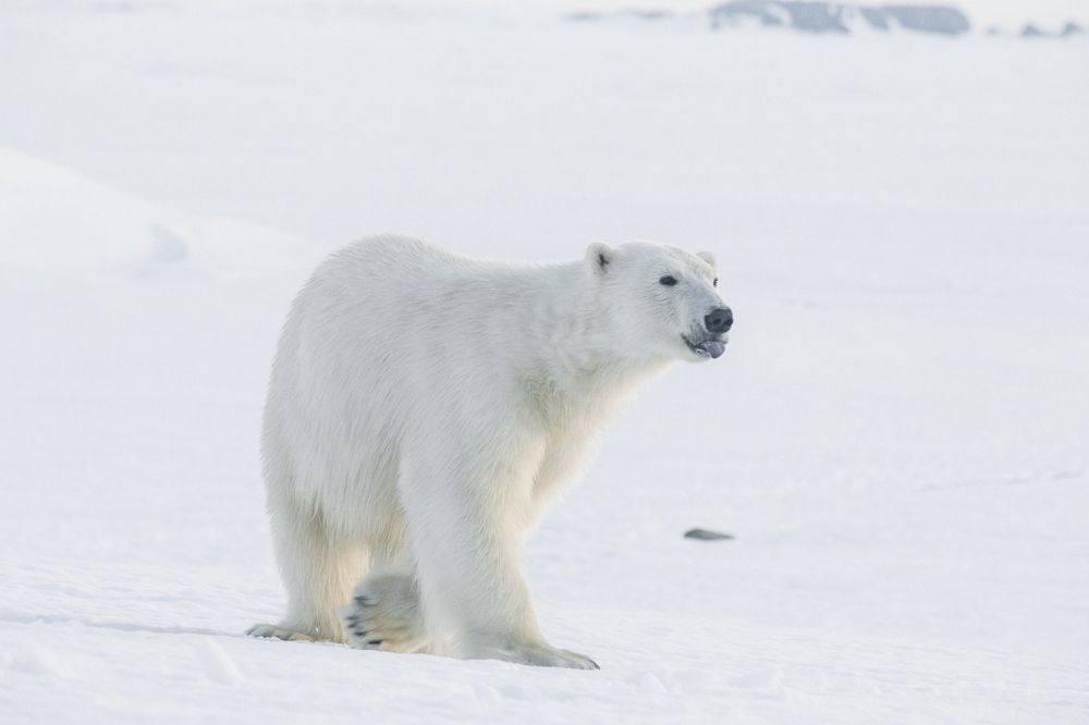 Белый Эйнштейн