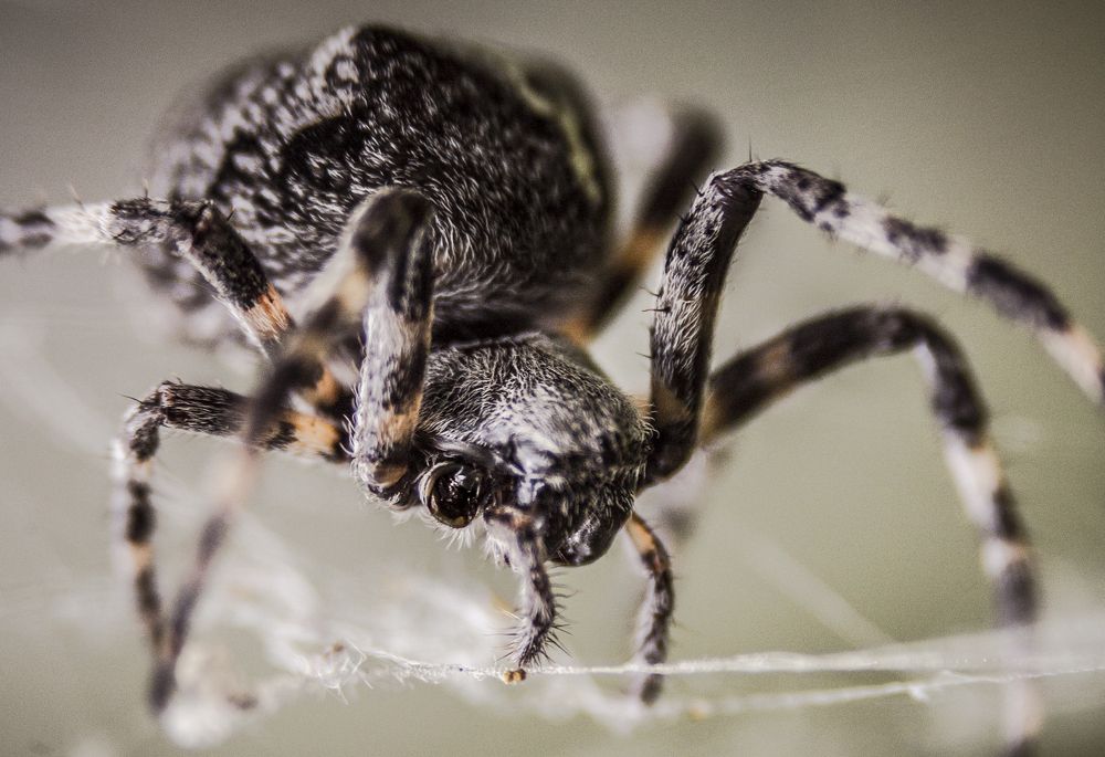 Паучий взгляд