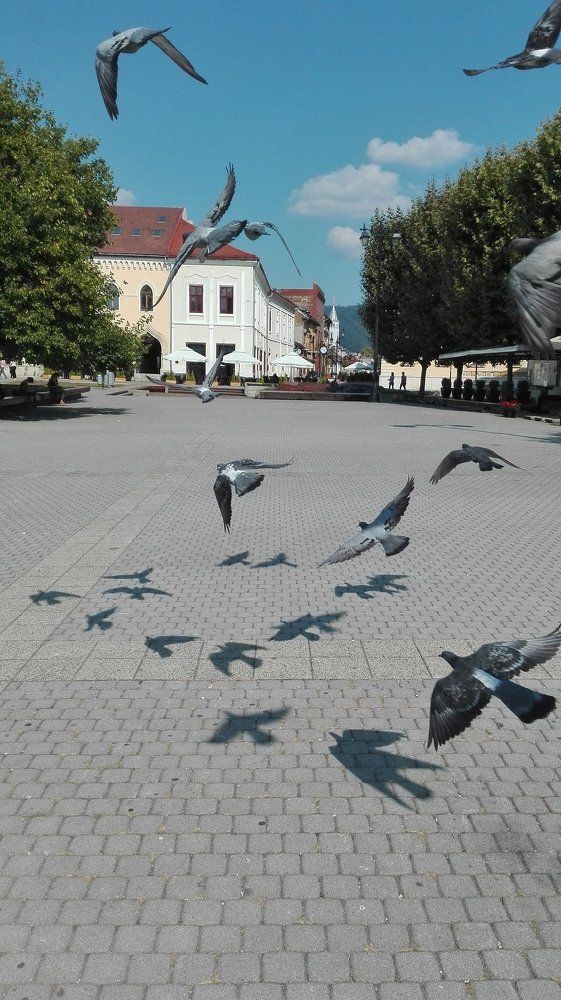 flying pigeons