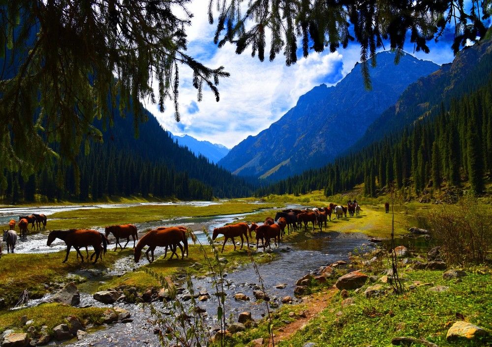 "САЗЫ". Джайлоо (пастбища) в горах Киргизии.