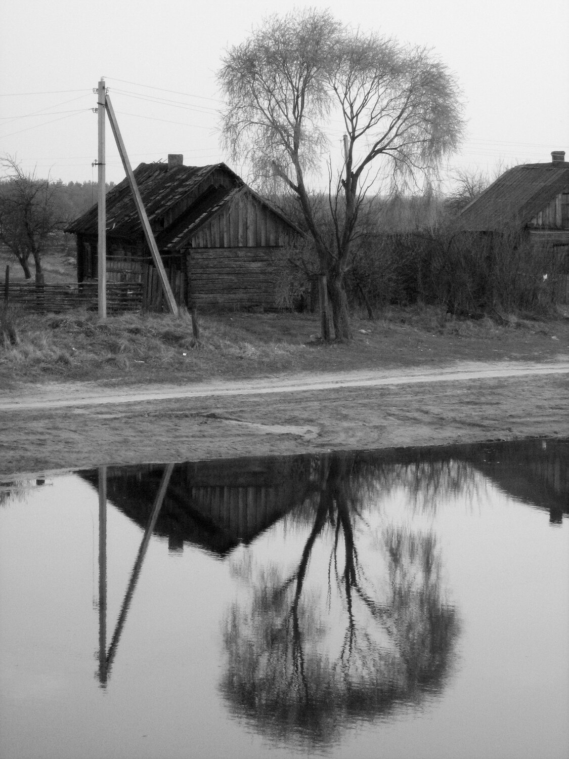 ива