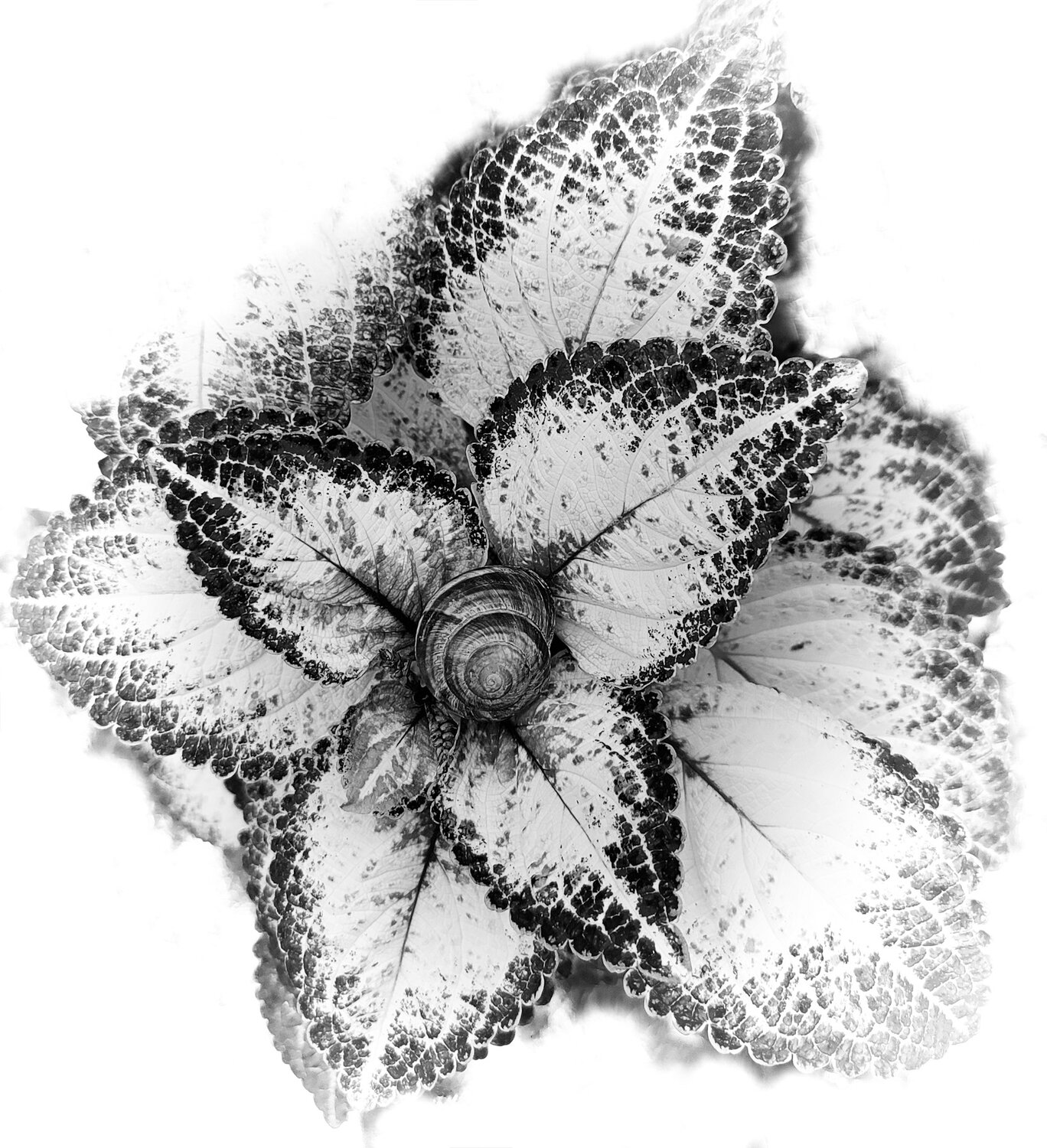 Улитка и Колеус / Snail and Coleus