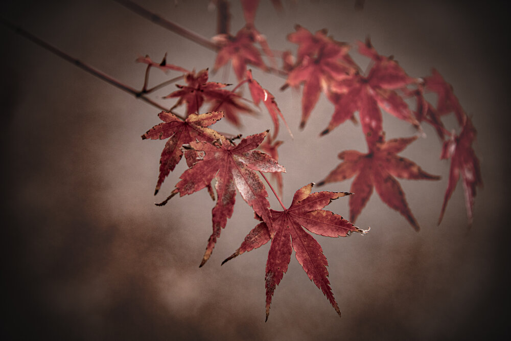 Photograph by Iwamoto Reina
