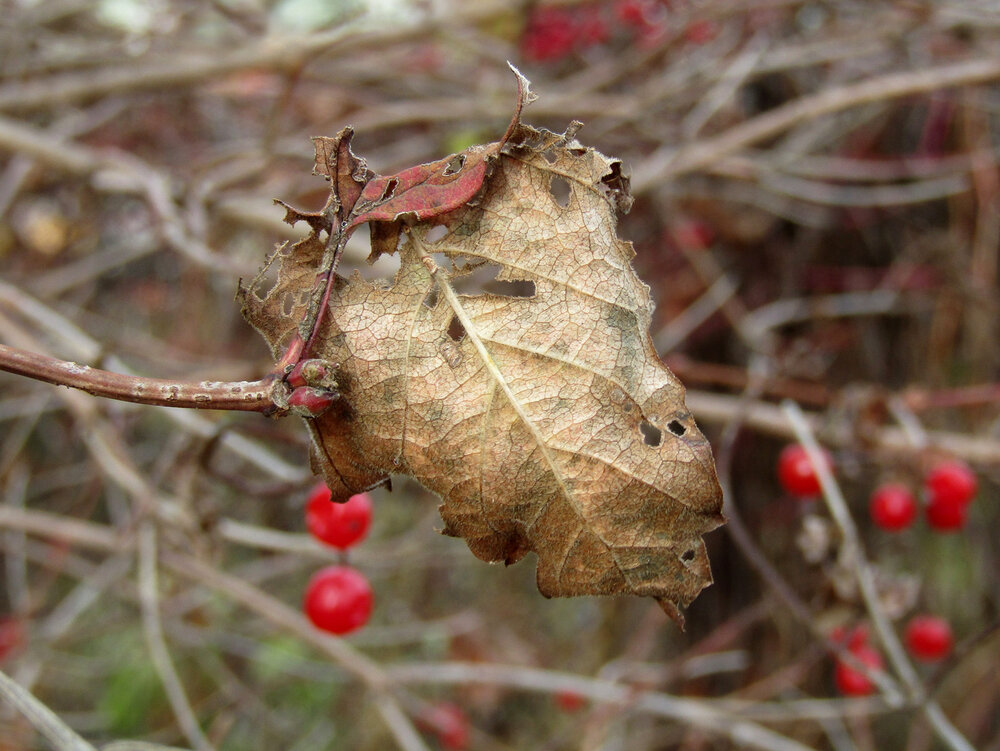 Photograph by ЕЛЕНА Тутынина