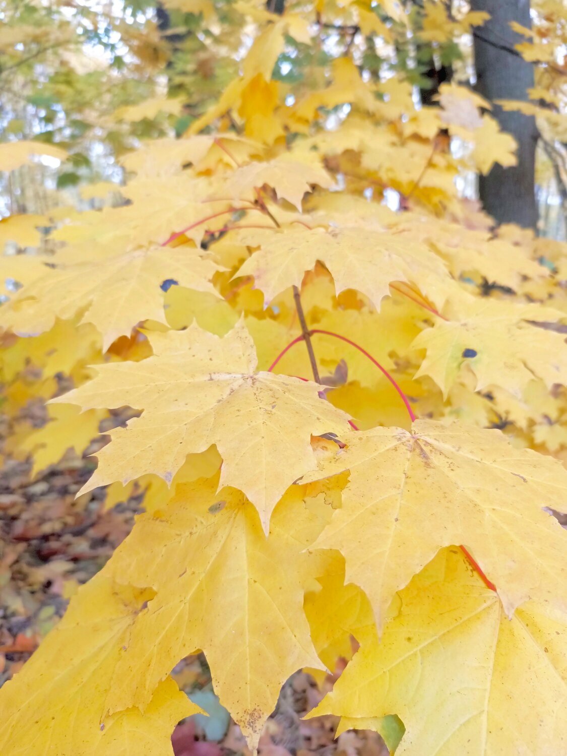 Photo #14100252