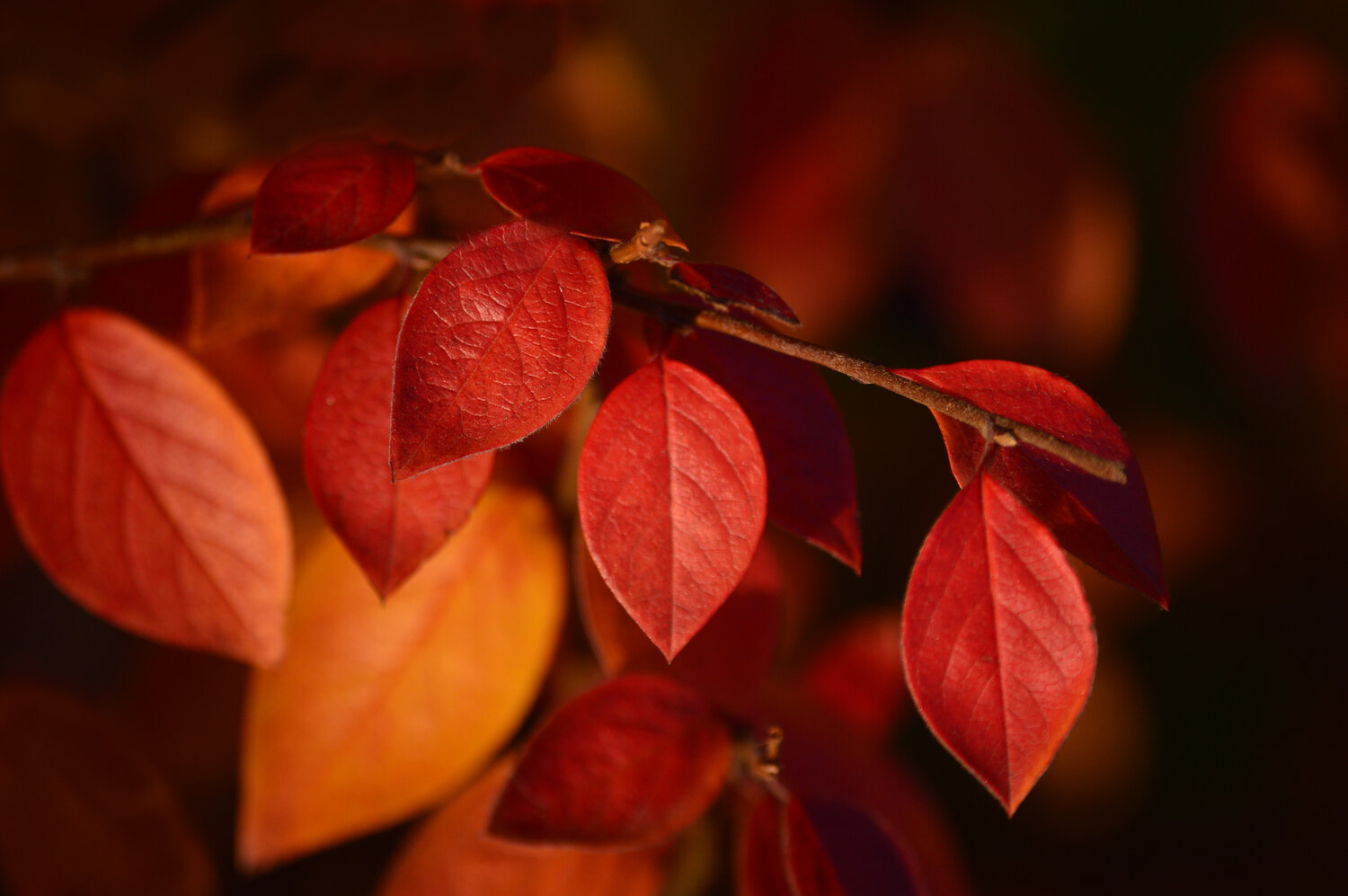 Photo #14100290