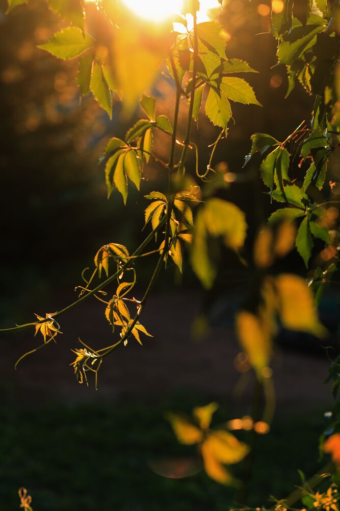 Photograph by Елена Шмырова