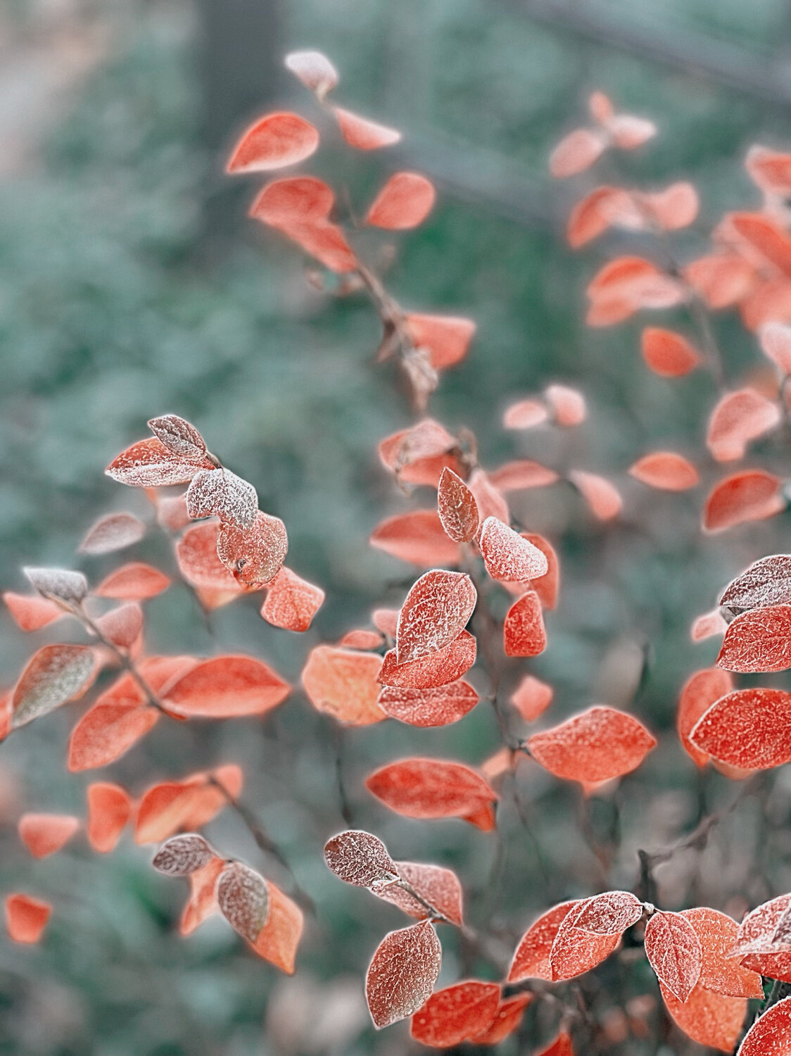 Photo #14100320