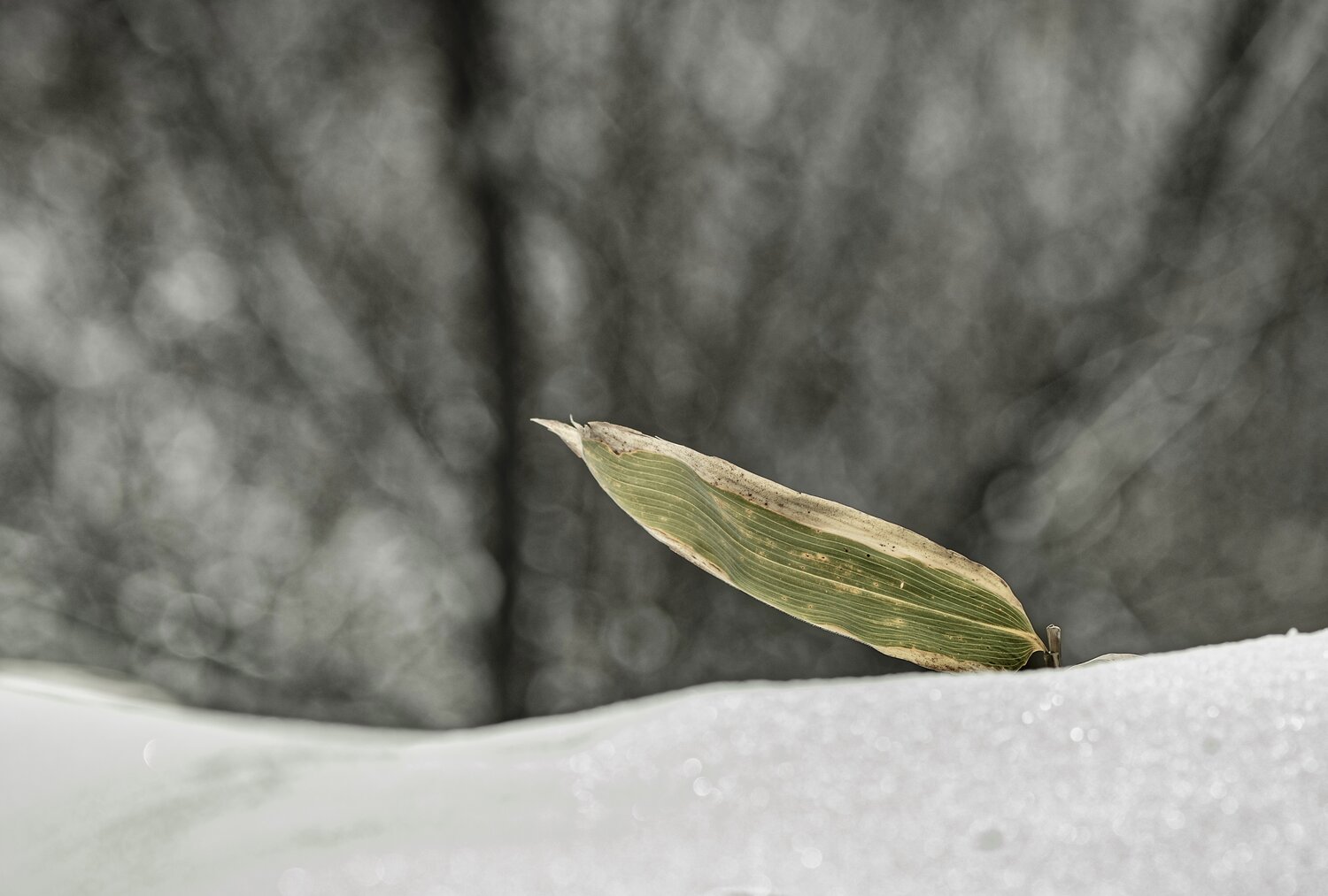 Photo #14100356