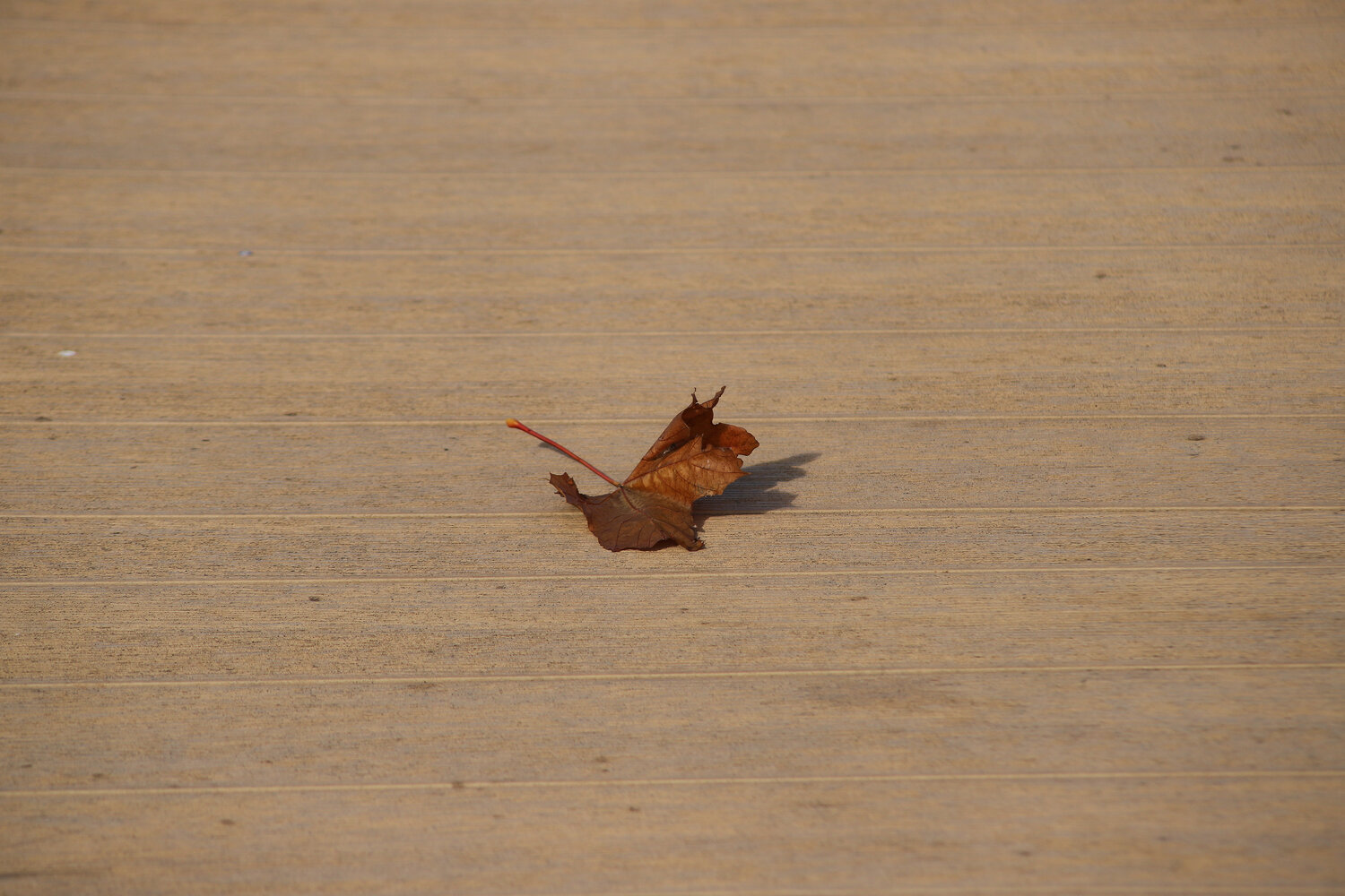 Photo #14100541