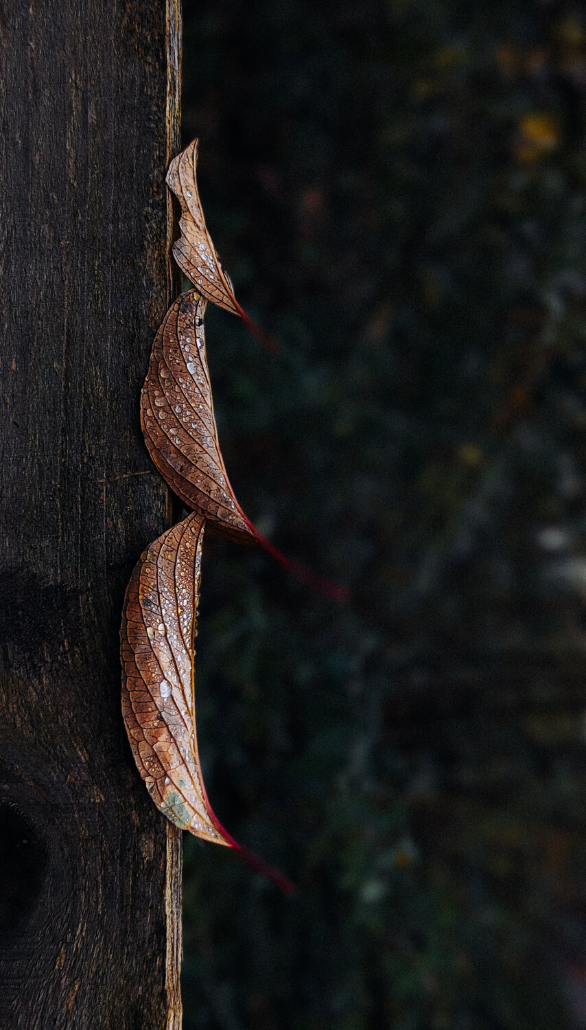 Photo #14100561