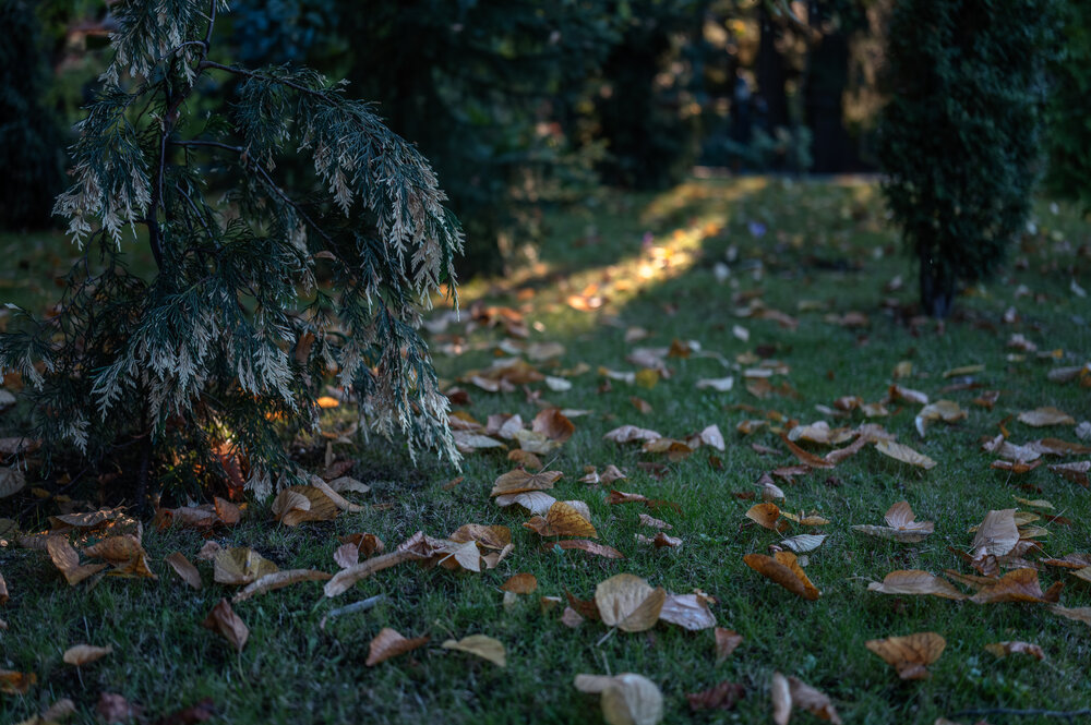 Photo #14100618