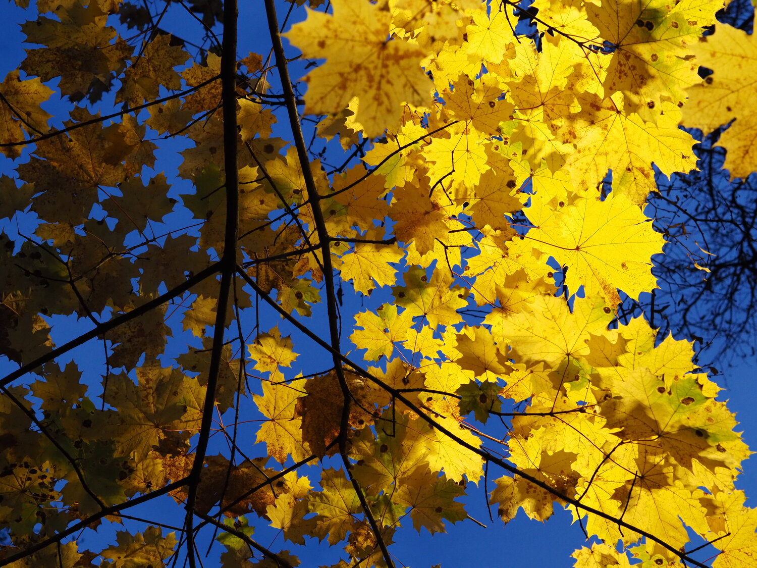 Photo #14100645