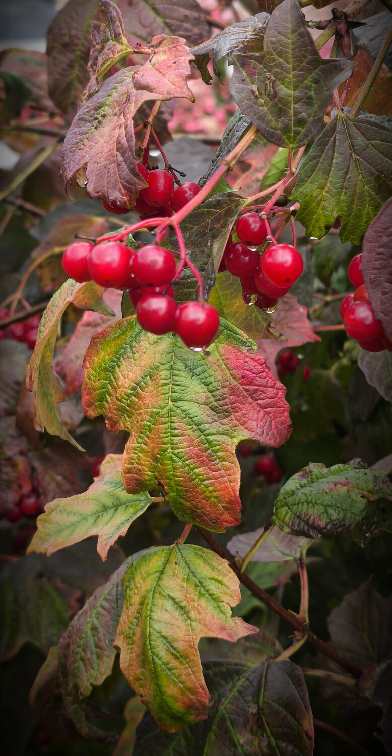 Photo #14100776