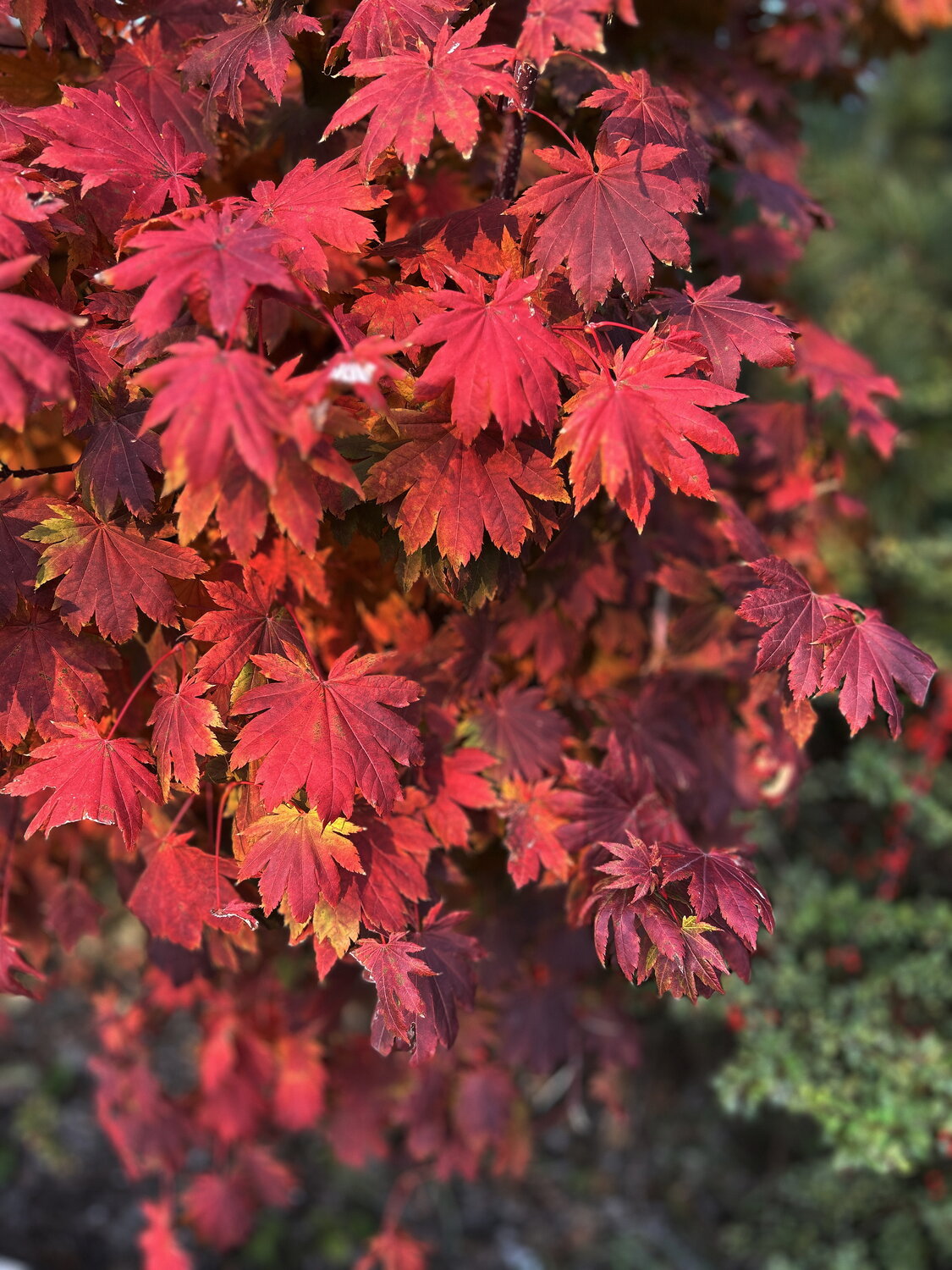 Photo #14100820