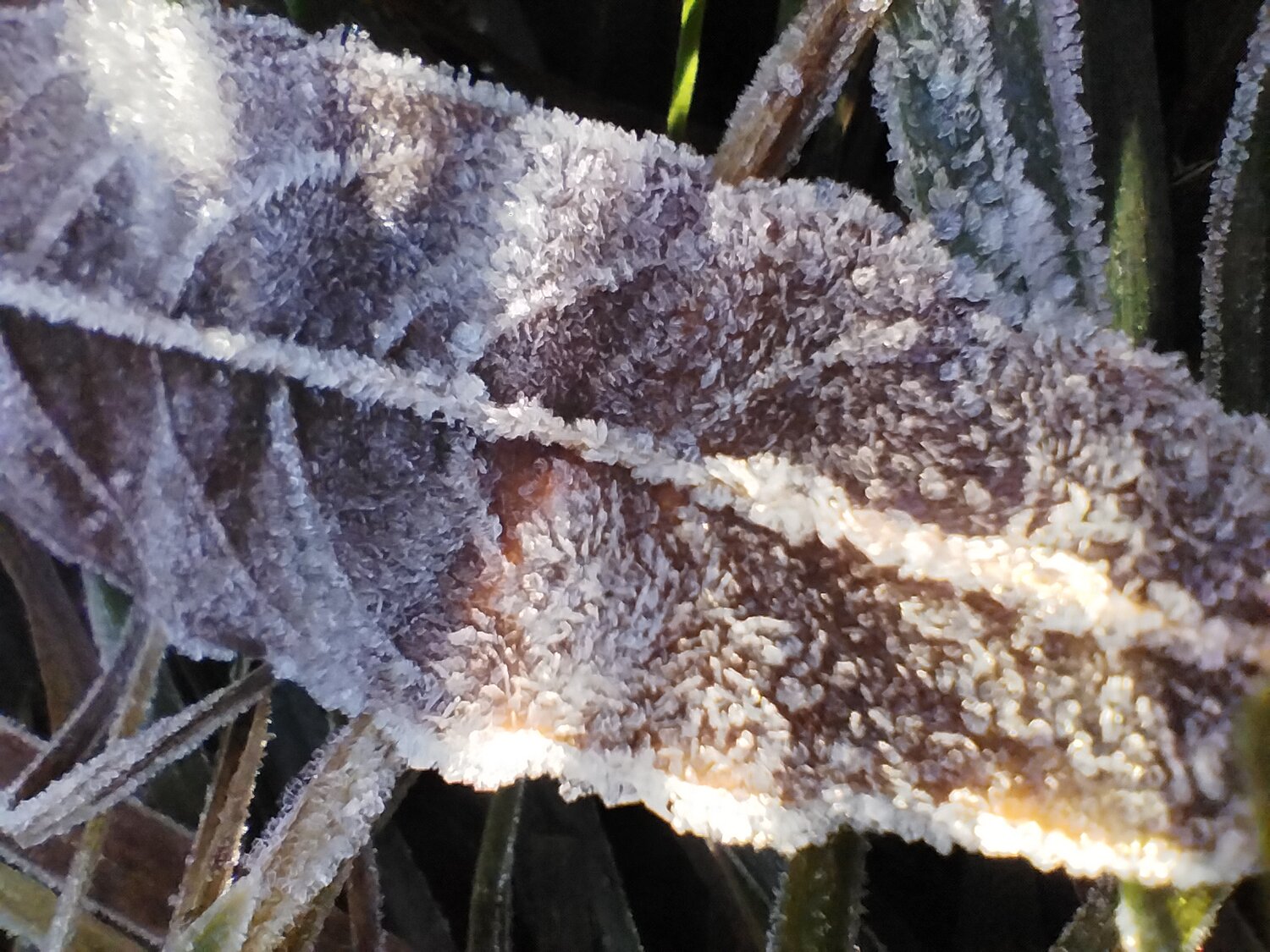 Photo #14100851