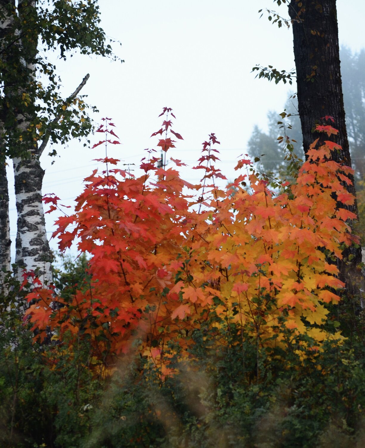 Photo #14101017