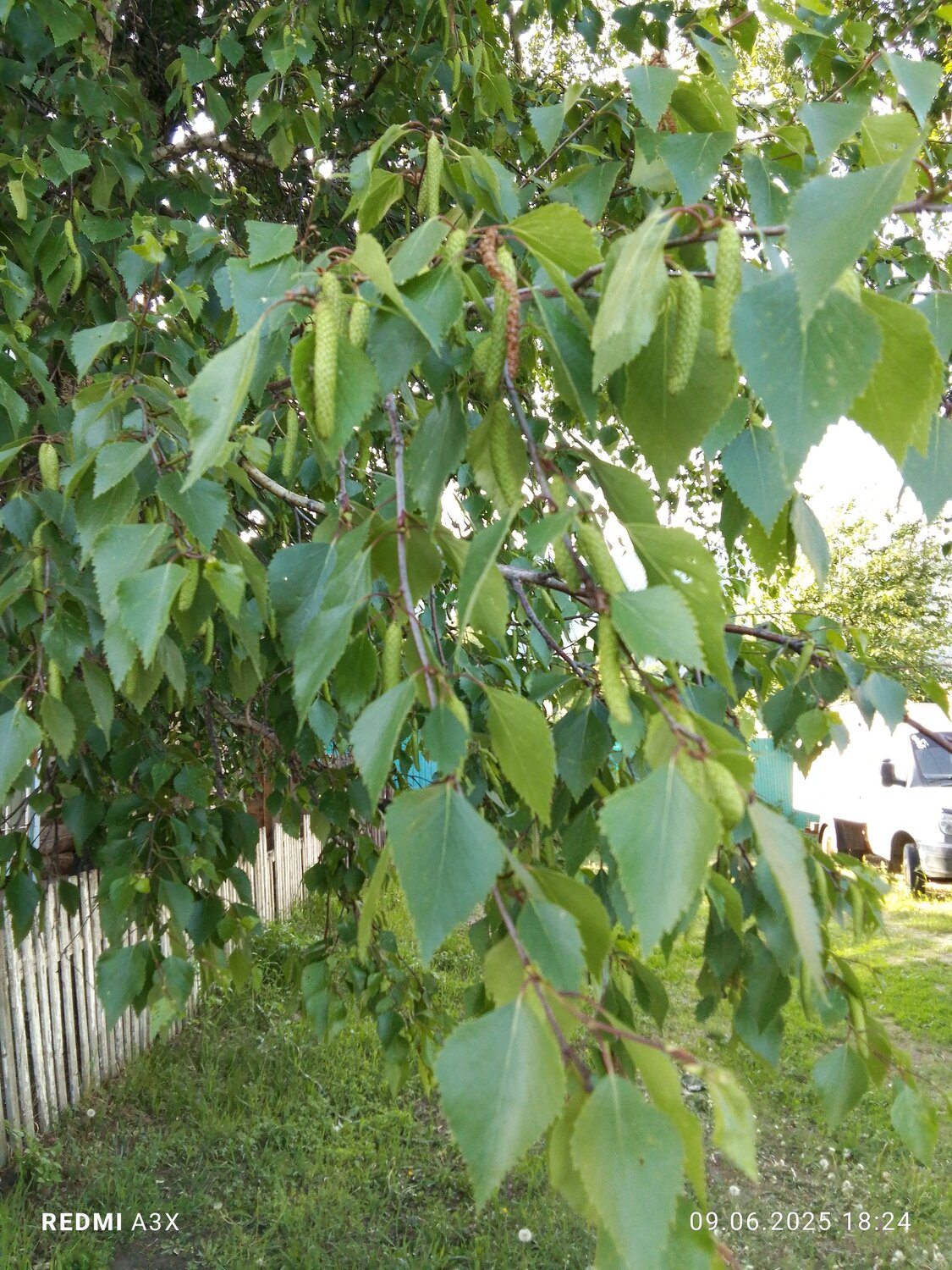 Photo #14101040