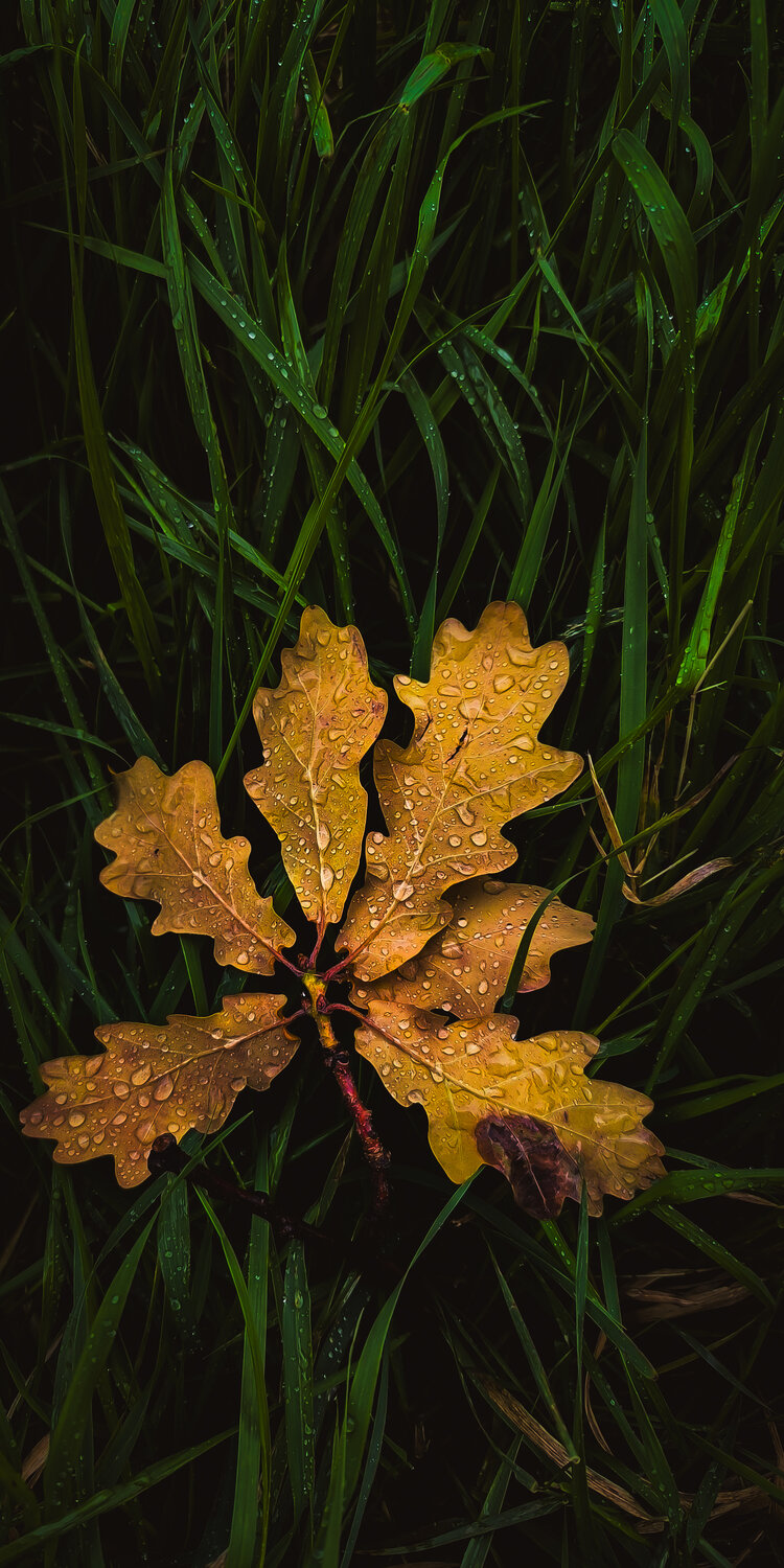 Photo #14101097