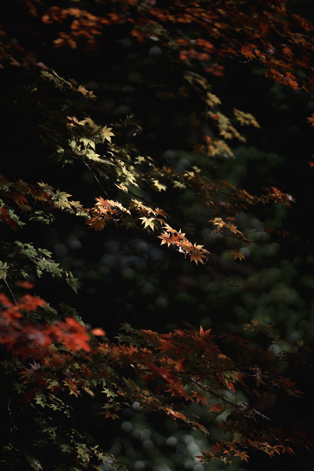 Photo #14101165