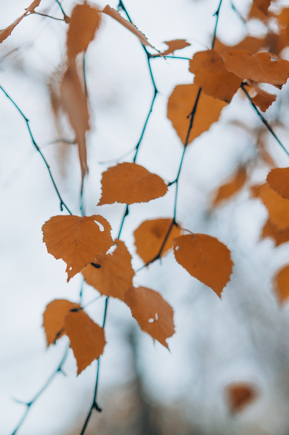 Photo #14101185