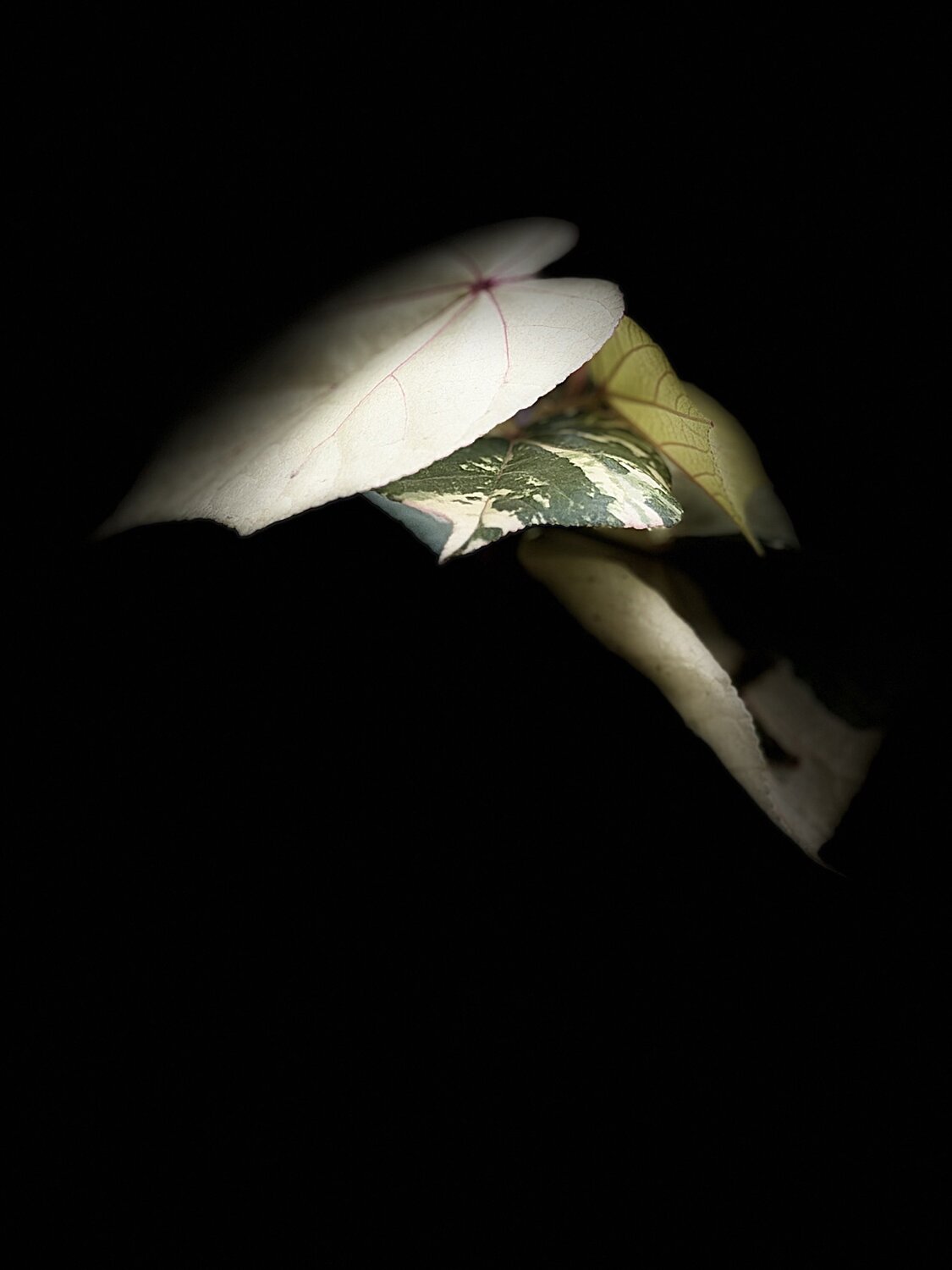 Photo #14101210