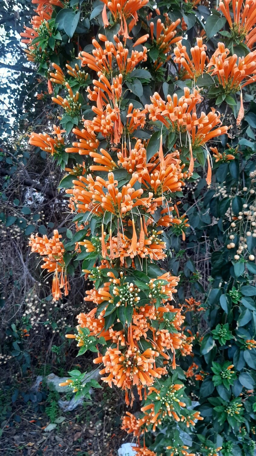 Orange Flowers