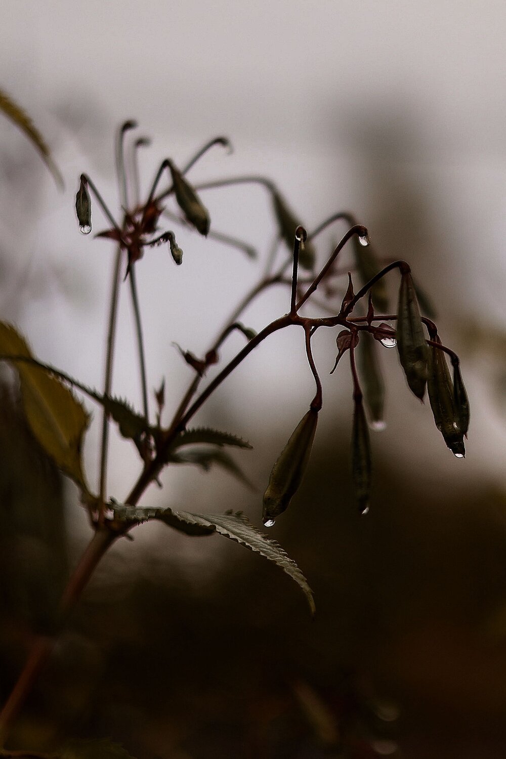 Photo #14101347