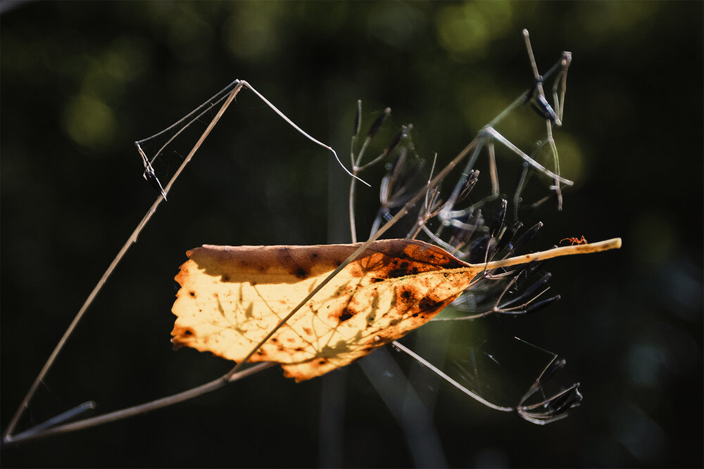 Photograph by Михаил Мак