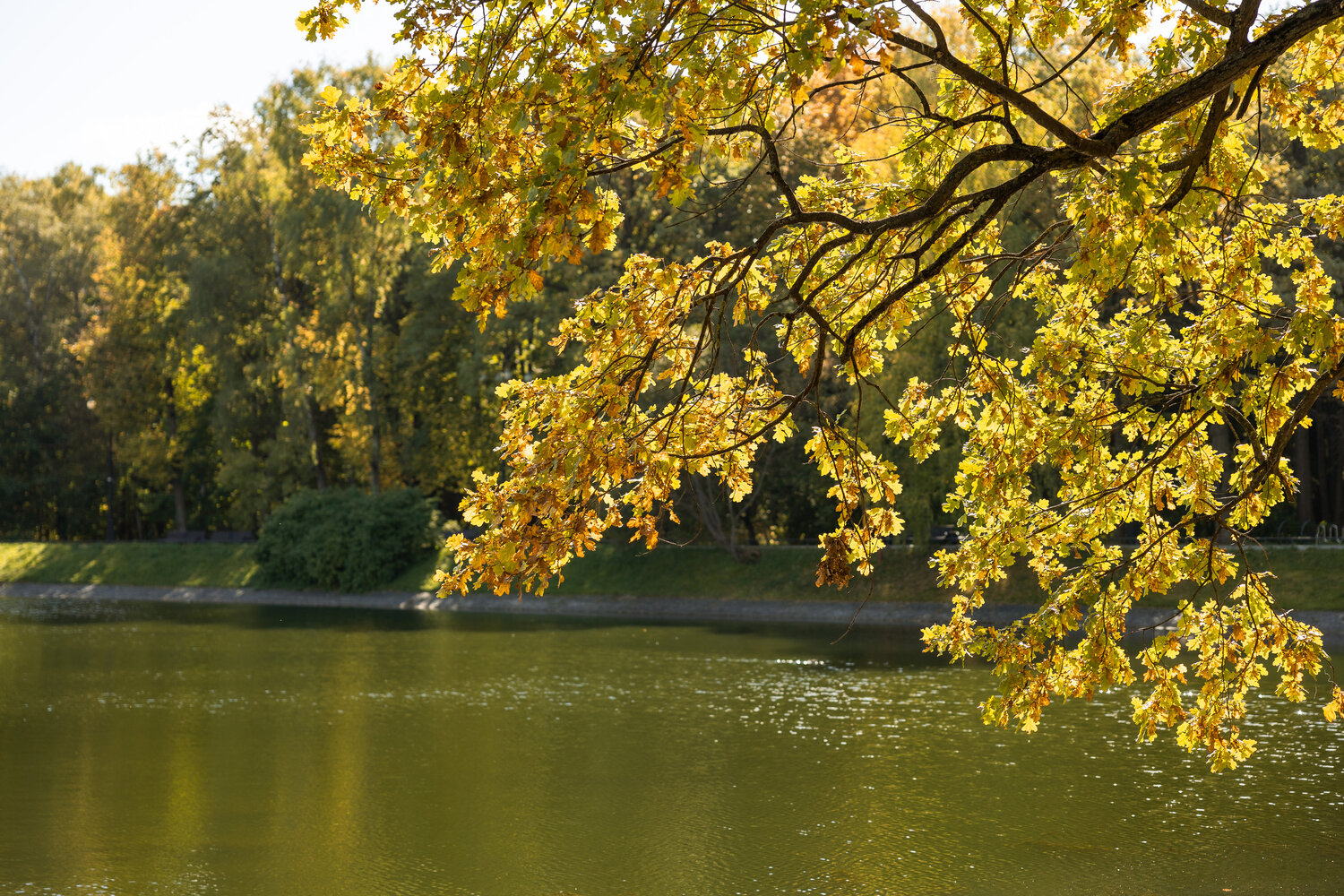 Photo #14101494