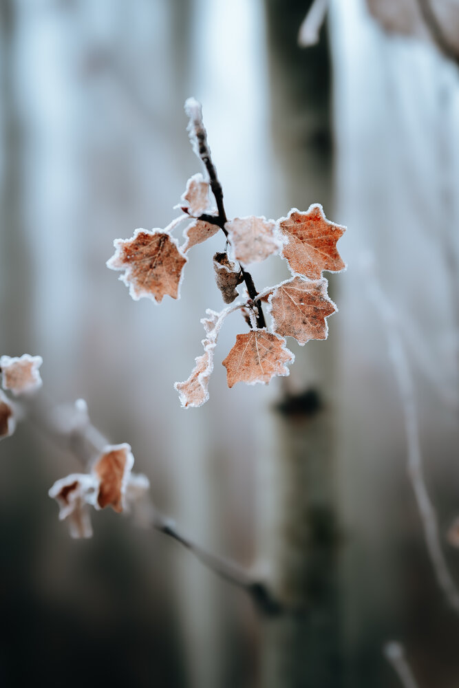 Photograph by Behnam Samipour