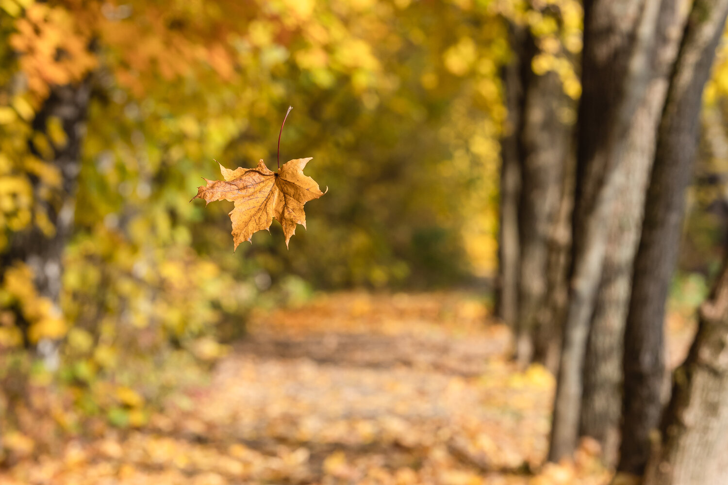 Photo #14101519