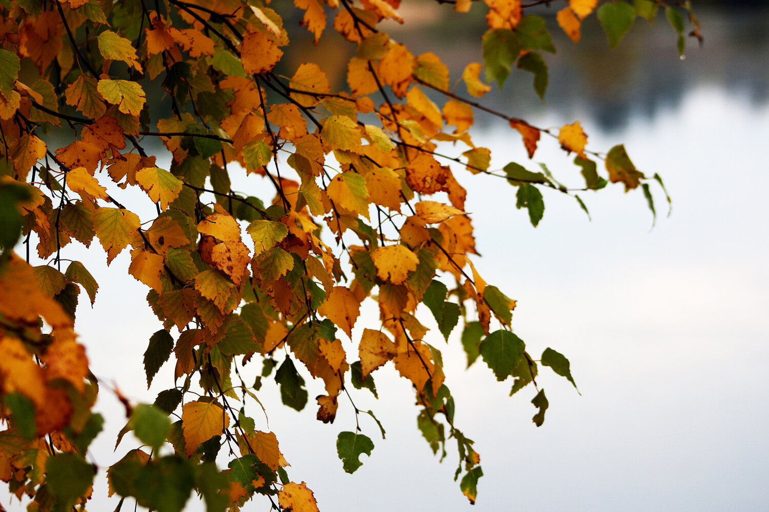 Photo #14101541